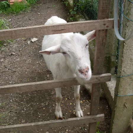Casa Do Moinho Rural Campo E Praia , 9 Pessoas, Animais Benvindos Espinho  Exterior photo