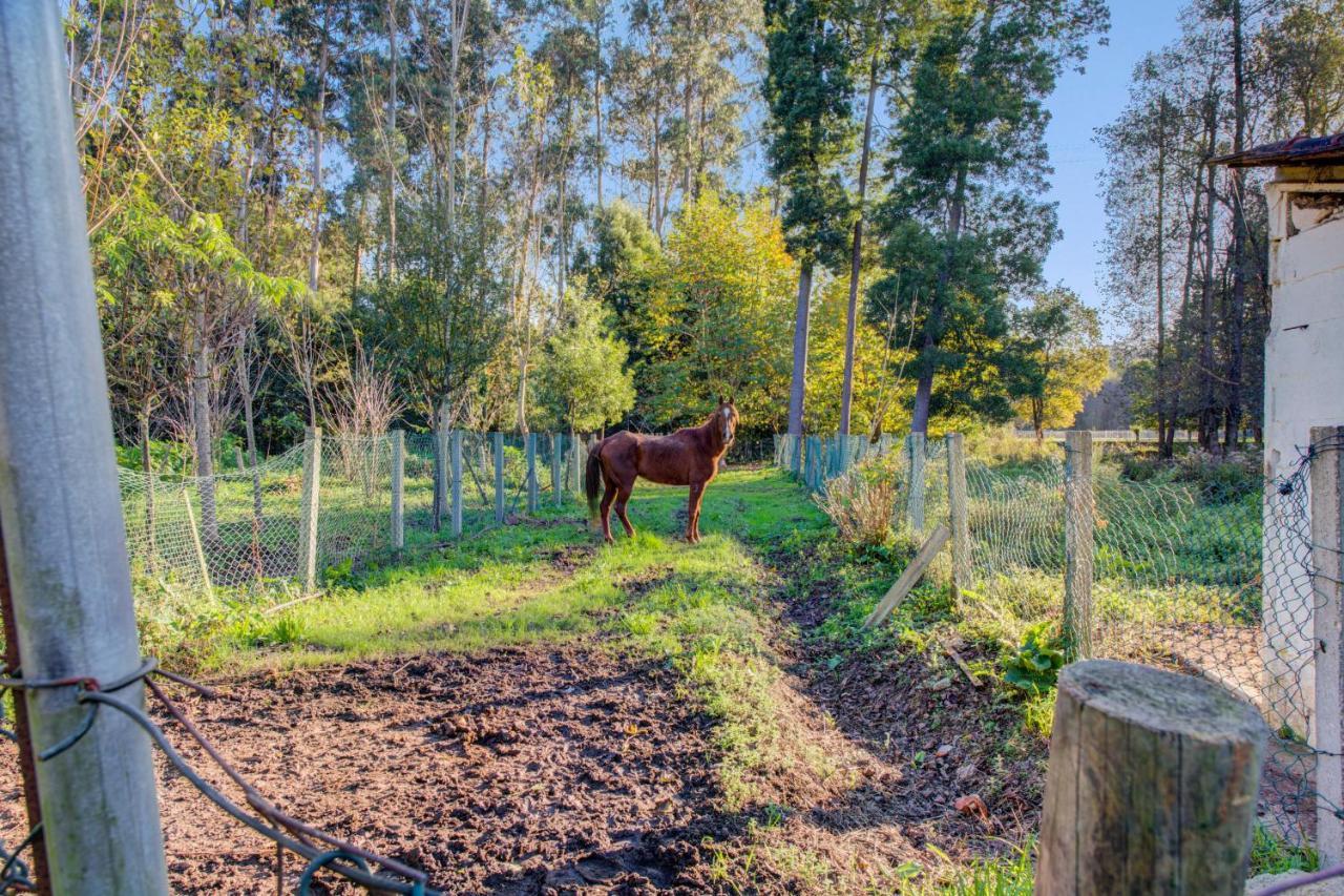 Casa Do Moinho Rural Campo E , 9 Pessoas, Animais Benvindos Holiday home Espinho (Aveiro)